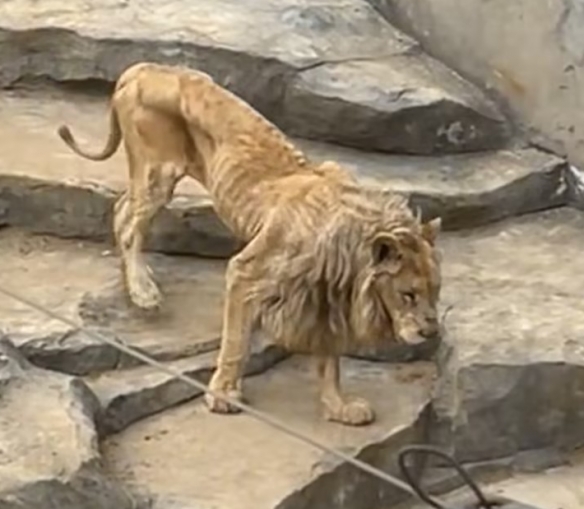 动物园狮子瘦成排骨引热议！回应:年纪大进食能力减弱