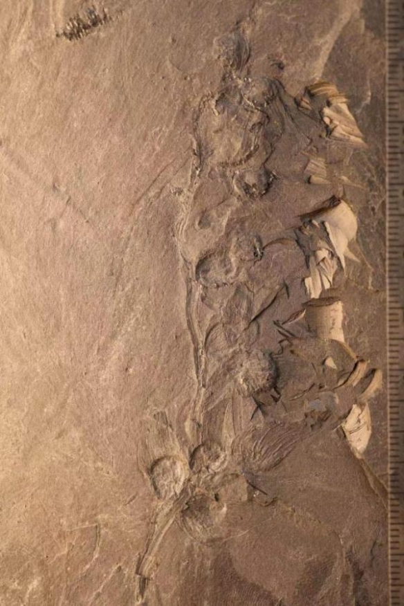 1.7亿年前最古老的