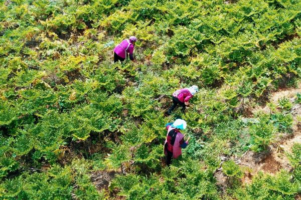 担责于身 履责于行 盐津铺子荣获2023中国公益节双项大奖