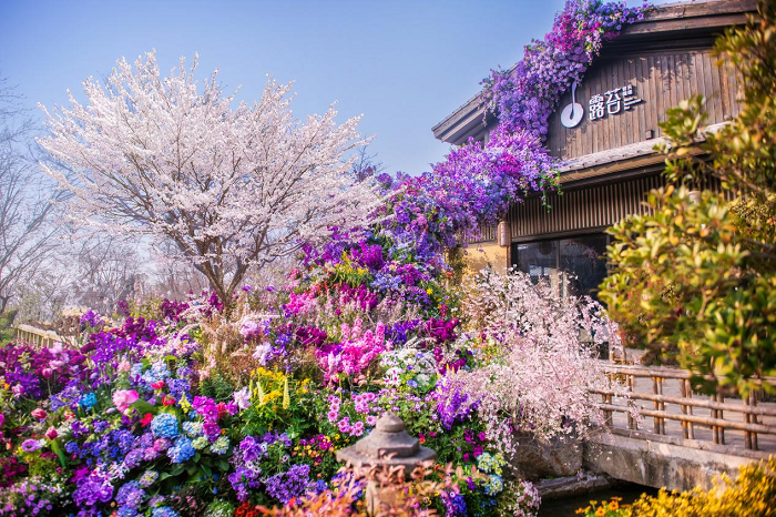 拈花湾花朝节：许你满城花开，共赴一场春日盛宴