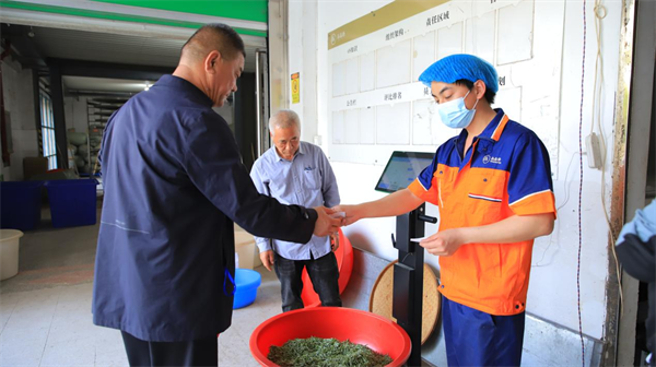 超级码科技股份携手品品香开数字茶业新范式，实现全产业链数智化闭环