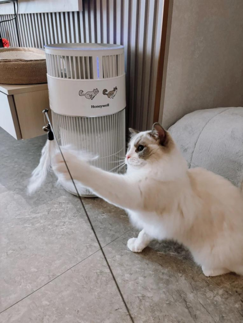 再也不怕长辈叫我把猫送走，宠物空气净化器真香！