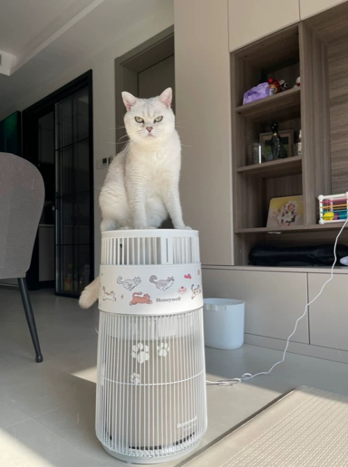 再也不怕长辈叫我把猫送走，宠物空气净化器真香！