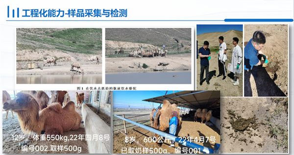 新疆骆驼乳工程技术研究中心：强强联合，共筑骆驼乳产业新篇章