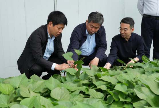 徐州农科院领导及甘薯体系专家莅临慧谷农业，产业成就收获好评