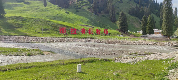 那拉集团首届乳品文化节盛大开幕，百万网红达人共赴溯源之旅，共绘新疆巩留县发展新篇章
