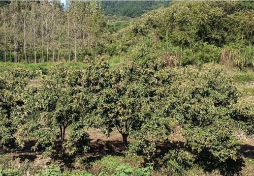 罗田富居寨自然生态旅游风景区欢迎你，罗田向导蔡世峰
