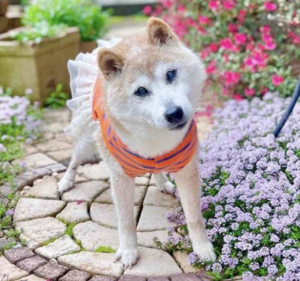 网红柴犬Kabosu，传奇表情包“Doge”原型 今日离世