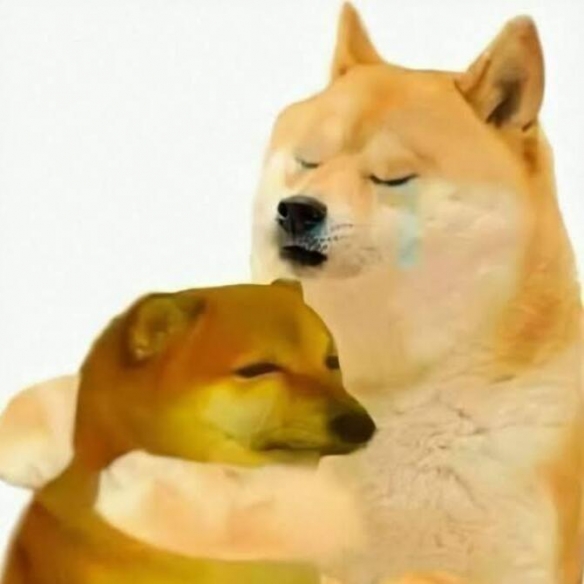 网红柴犬Kabosu，传奇表情包“Doge”原型 今日离世