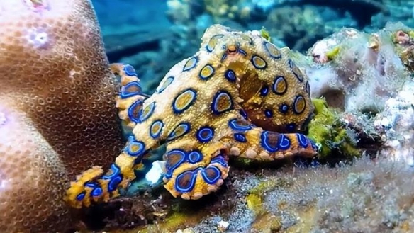 河豚毒素竟是海豚的专属兴奋剂！30个趣味科学冷知识