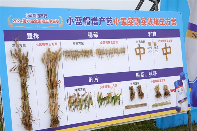 每亩多收564斤！小蓝帽增产药助力农户增产增收