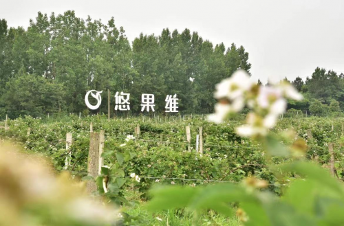 中国黑莓采摘节——中国自主研发的第一黑莓品种
