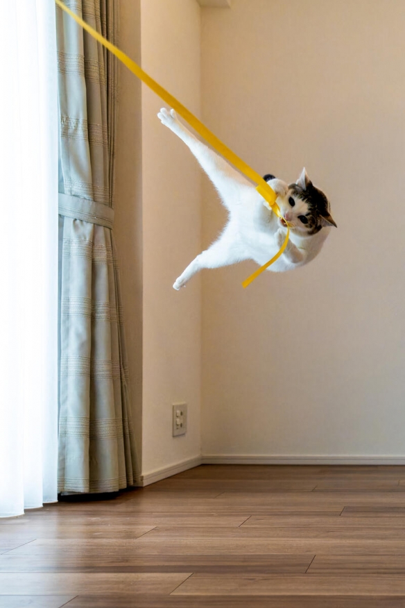 蠢萌一瞬，猫含量惊人！日本小哥拍摄超可爱猫猫写真