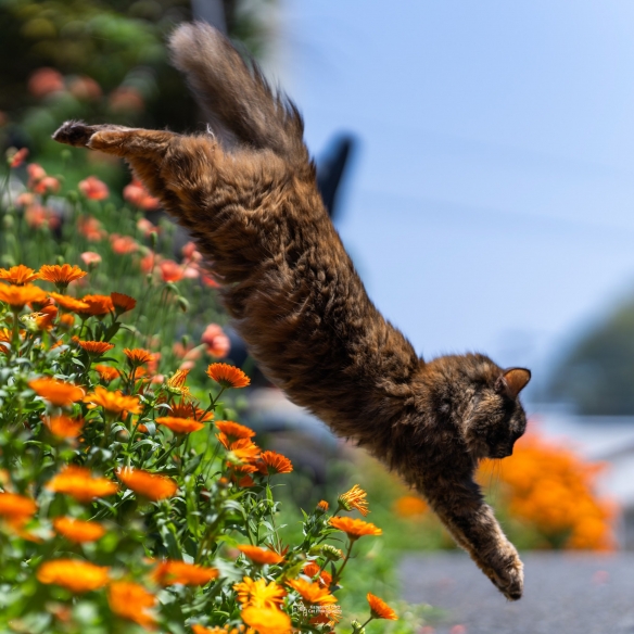 蠢萌一瞬，猫含量惊人！日本小哥拍摄超可爱猫猫写真