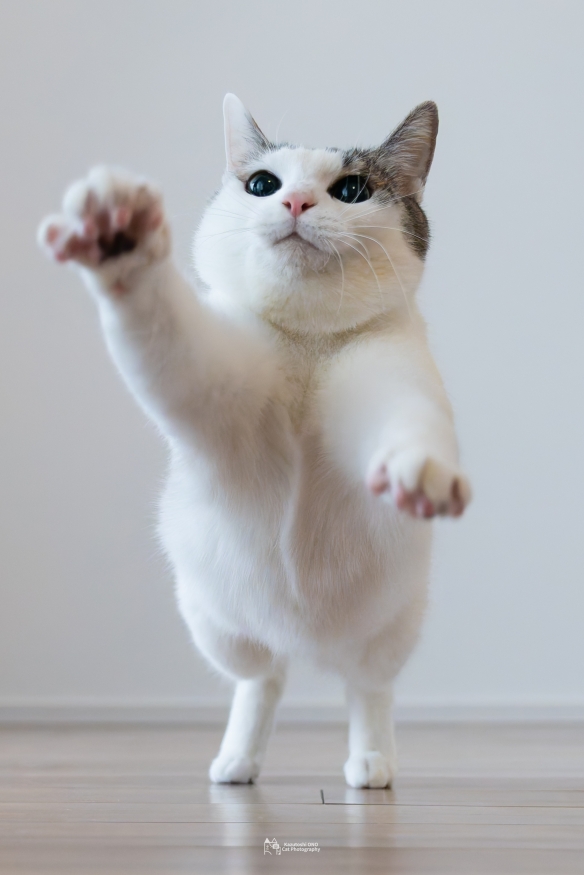 蠢萌一瞬，猫含量惊人！日本小哥拍摄超可爱猫猫写真