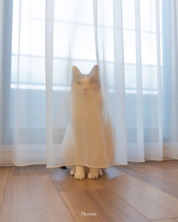 蠢萌一瞬，猫含量惊人！日本小哥拍摄超可爱猫猫写真