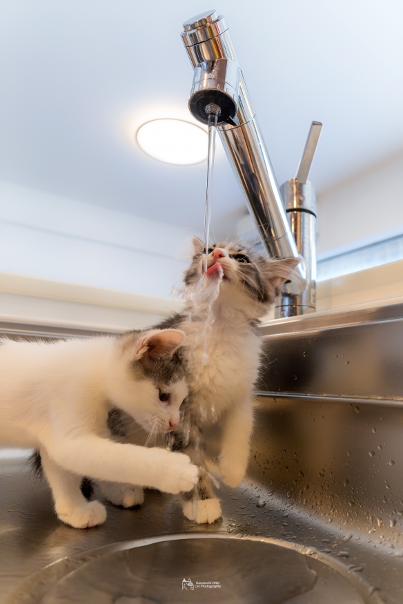 蠢萌一瞬，猫含量惊人！日本小哥拍摄超可爱猫猫写真