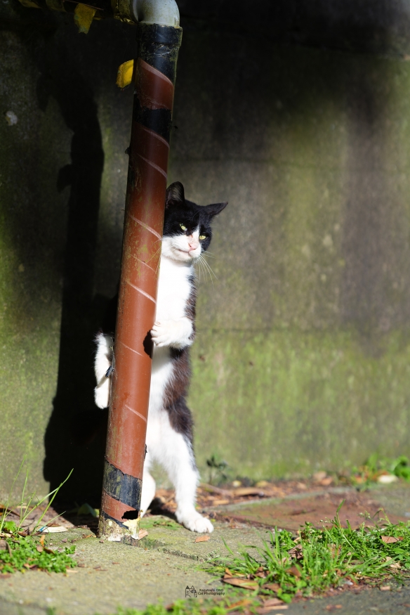 蠢萌一瞬，猫含量惊人！日本小哥拍摄超可爱猫猫写真