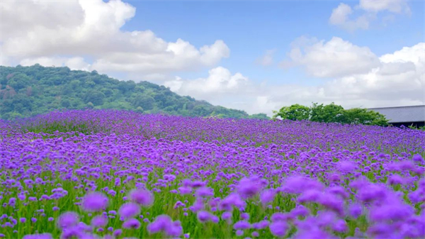 中高考生专属福利！无锡拈花湾凭准考证免票畅游