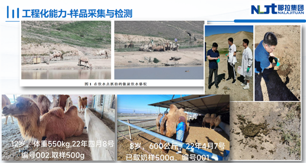 【那拉集团】那拉丝醇驼奶品质鉴证之旅—驼起致富路，逐梦新疆行