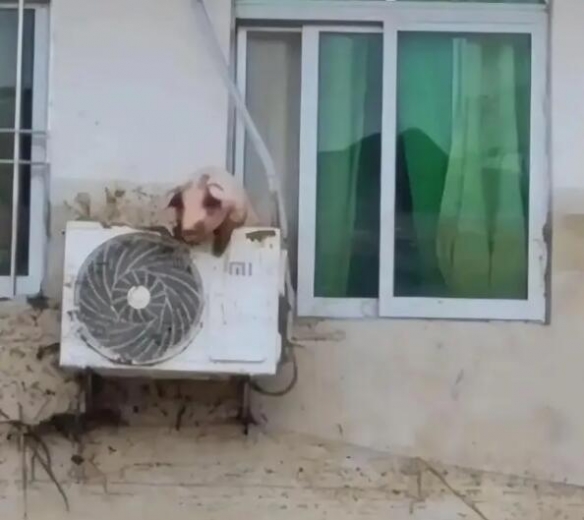 洪水后一只猪挂在二楼空调外机上 二师兄死里逃生！