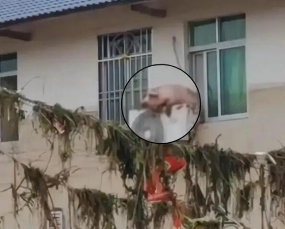 洪水后一只猪挂在二楼空调外机上 二师兄死里逃生！