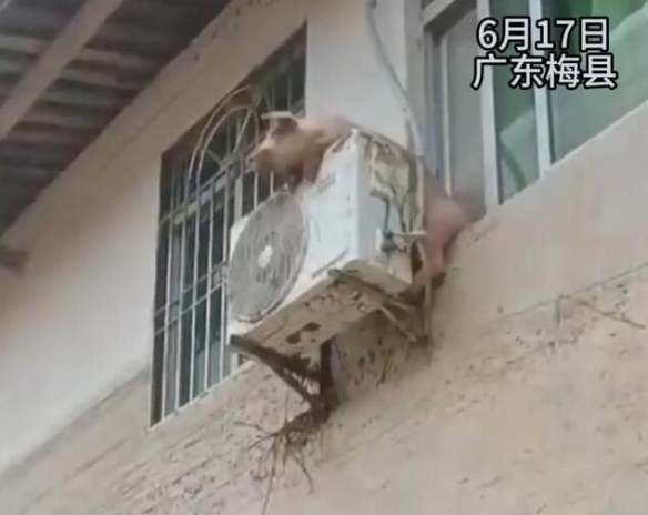 洪水后一只猪挂在二楼空调外机上 二师兄死里逃生！