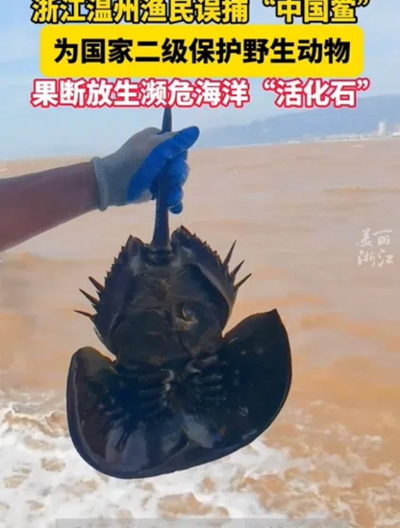 浙江渔民误捕中国鲎放生：被称为活化石 存活近5亿年