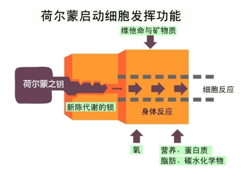 中安康华首席医学专家丁春玲：创新细胞科技 护航生命健康