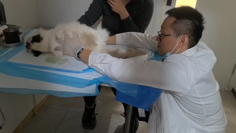 瑞派明星医生 