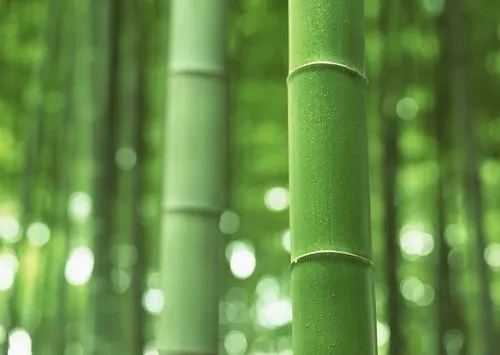 竹子是草还是树？刷新你的世界观，竹子居然属于这种类别