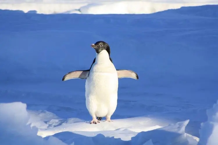 企鹅有膝盖吗？走路直挺挺的企鹅，究竟有没有膝盖