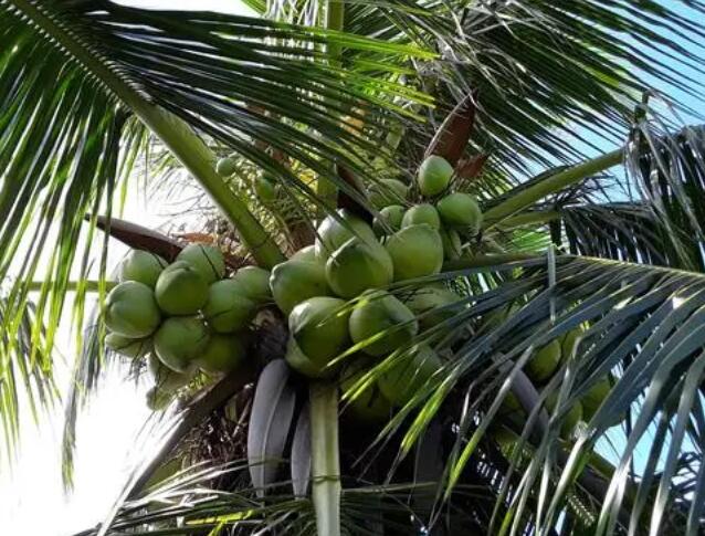 椰子是什么植物，椰子都有什么特点，果实有哪些功效？