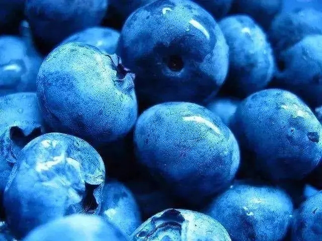 为什么蓝色的水果很少？蓝色水果十分稀少的两个原因