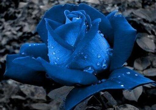 蓝色妖姬是怎么形成的，为什么说市面上卖的都是假玫瑰？