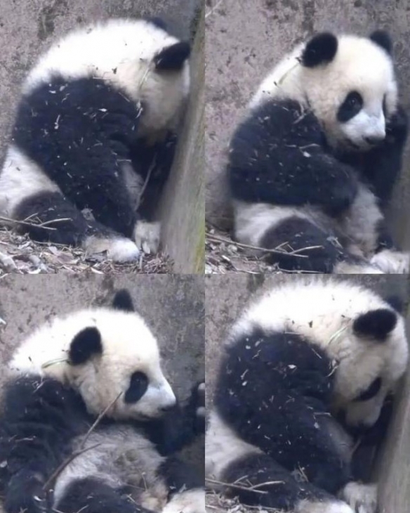 大熊猫福菀被游客泼水：已带离照料，目前状态稳定！