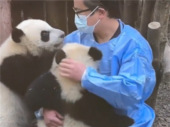 大熊猫福菀被游客泼水：已带离照料，目前状态稳定！
