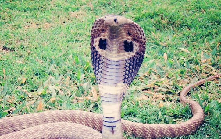 王蛇为什么不怕毒蛇，它真的不怕蛇毒吗？