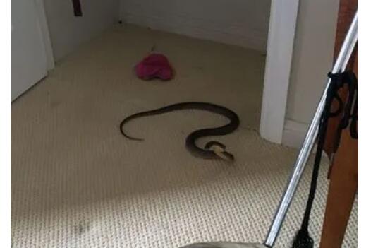 毒蛇会进家里吗，毒蛇爬进家的正确处理办法是啥？