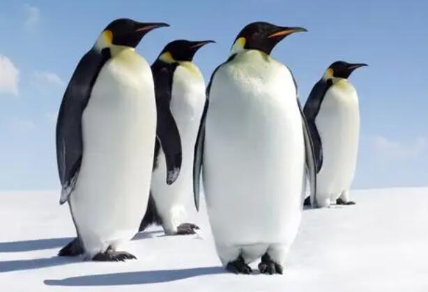 大多数企鹅生活在哪里，企鹅都有哪些特点，为什么说企鹅不怕冷？