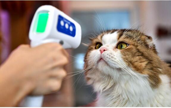 主人确诊宠物猫会感染么，猫咪感染后正确处理办法有哪些？