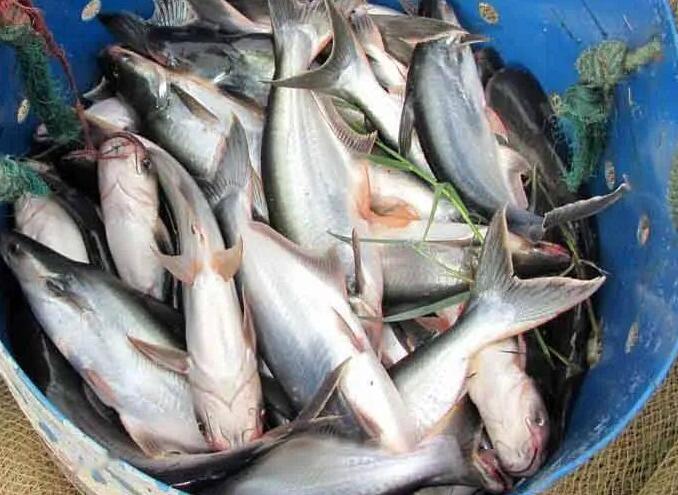 巴沙鱼生活在哪里，巴沙鱼是海鱼还是淡水鱼，可以人工养殖么？
