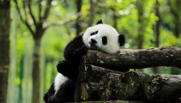 熊猫基地出台相关管控方案：考虑增加黑名单制度！