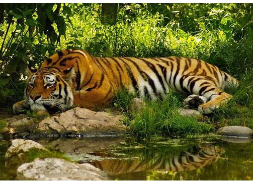 森林中的兽中之王是什么动物，老虎为什么叫做万兽王？