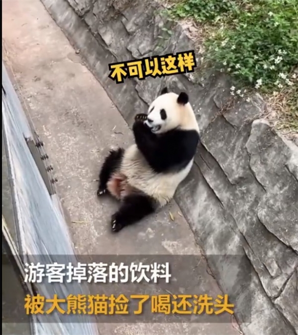 游客饮料不慎掉落被大熊猫捡来喝：顺便还洗了个头！
