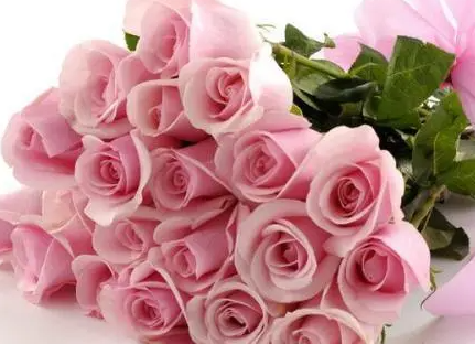 粉玫瑰花语是什么意思？代表美好初恋和爱的宣言等