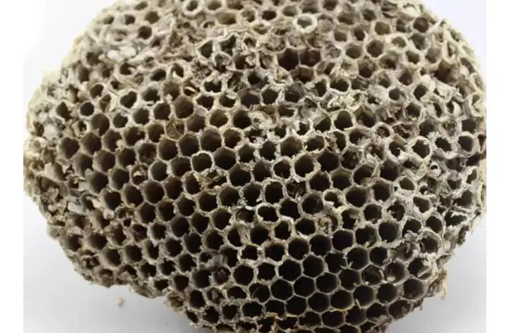 蜂巢是什么形状，蜂巢为什么总是呈半球形，原来和蜂王有关