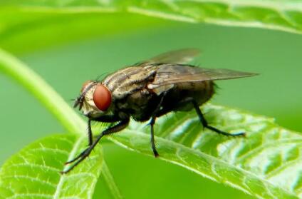 苍蝇的克星是什么，苍蝇都有哪些危害，它最怕的生物是哪些？