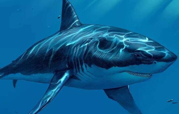 巨齿鲨的四个天敌，顶级的杀戮者，海洋中霸主级生物！