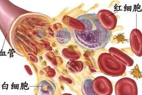 红细胞偏低是什么意思？一篇文章带你了解红细胞偏低的含义